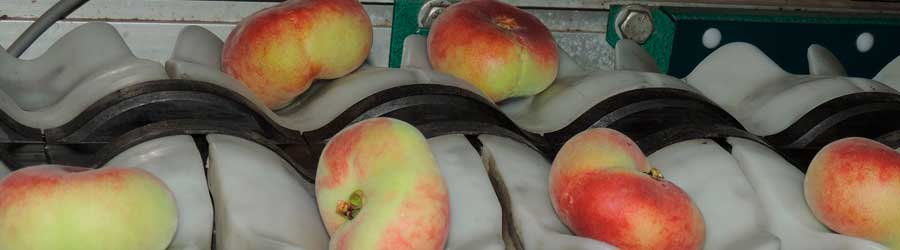 Maquinaria de clasificar fruta CIAGRI