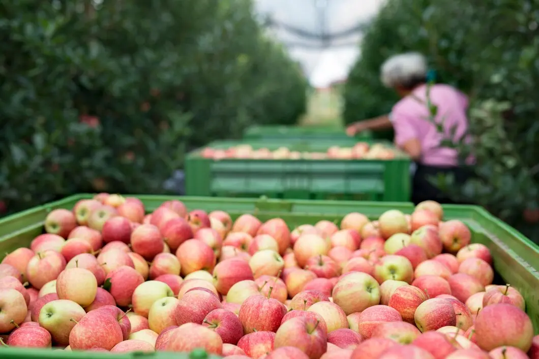 Clasificación de las Manzanas
