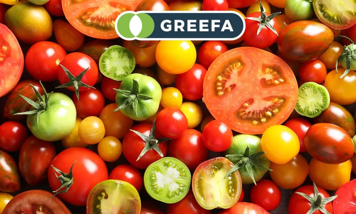 tomates