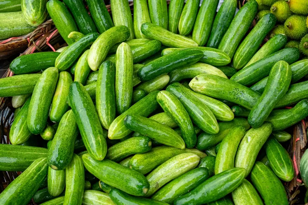 calibradoras pepino
