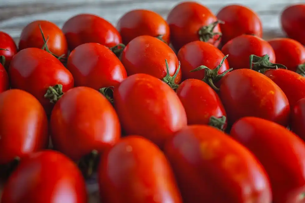 clasificación de tomates