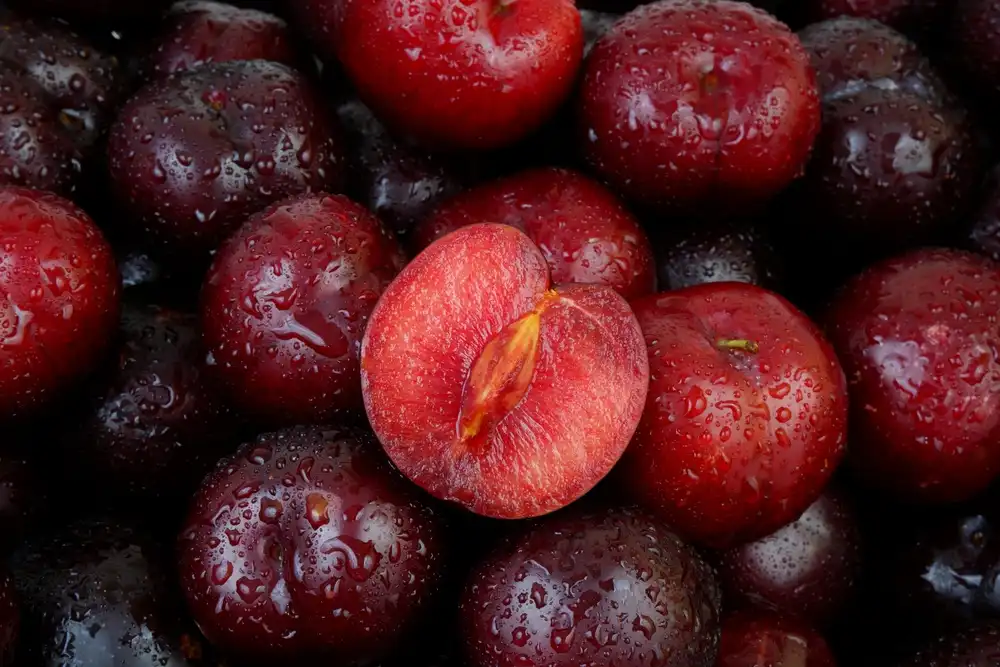 clasificación de ciruelas