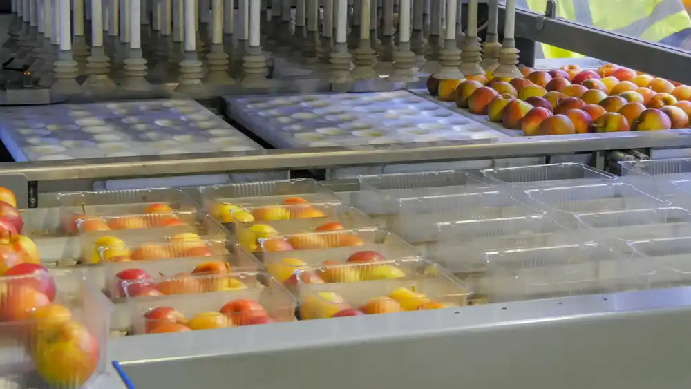 fruta prelavada seleccionada para meterse en cajas