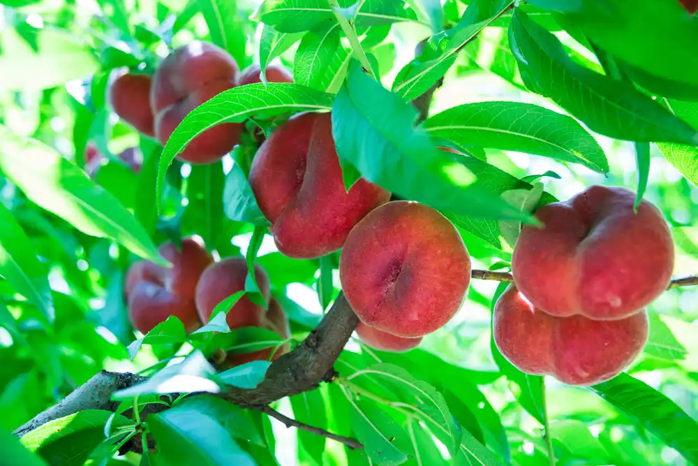 ¿Productividad o delicadeza al clasificar paraguayo Acelera tu línea con GeoSort de Greefa