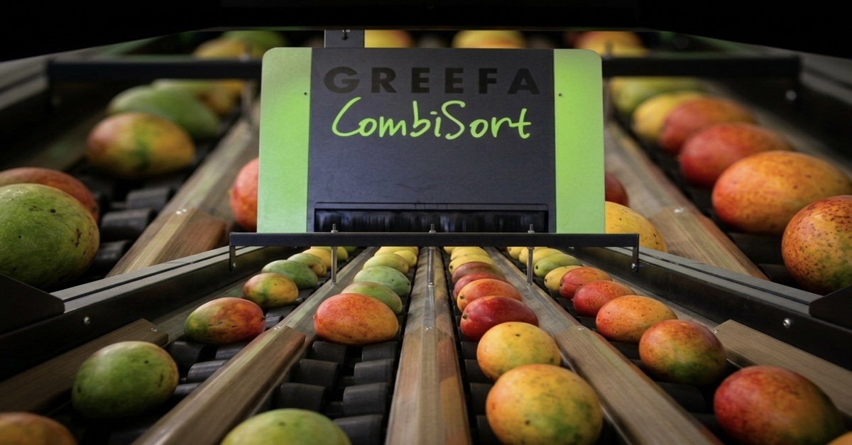 Clasifica mango con un trato sumamente delicado con Ciagri